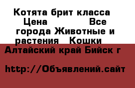 Котята брит класса › Цена ­ 20 000 - Все города Животные и растения » Кошки   . Алтайский край,Бийск г.